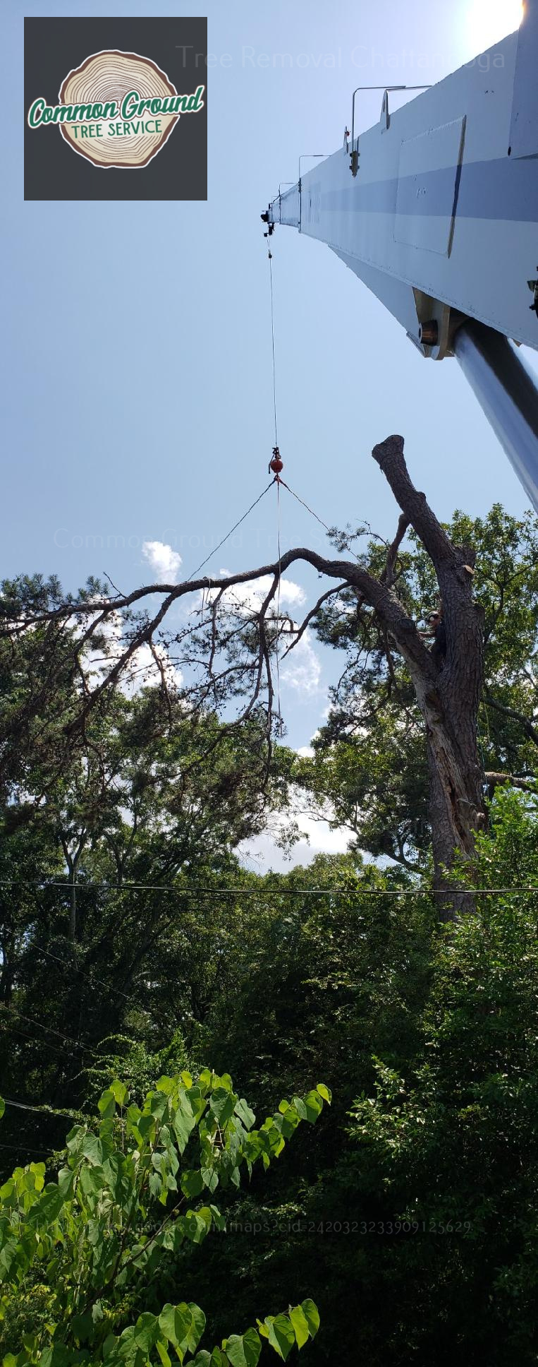 Tree Removal Chattanooga Tree removal service