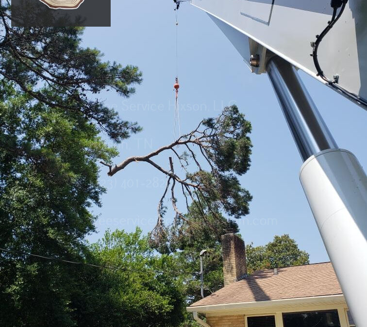 How Does Pruning Influence Tree Shape and Structure in Tree Trimming in Hixson