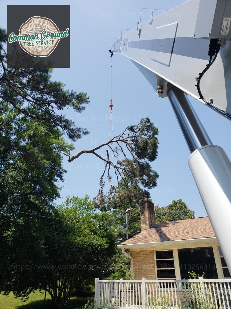 Tree Trimming hixson