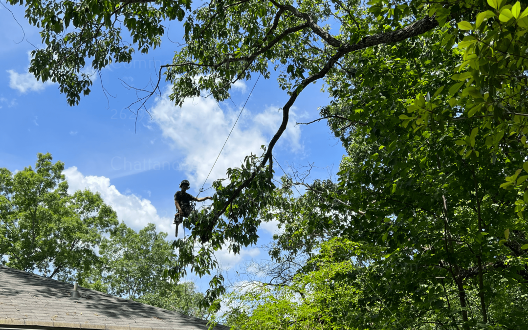 How To Make The Most Of An Arborist’s Expertise