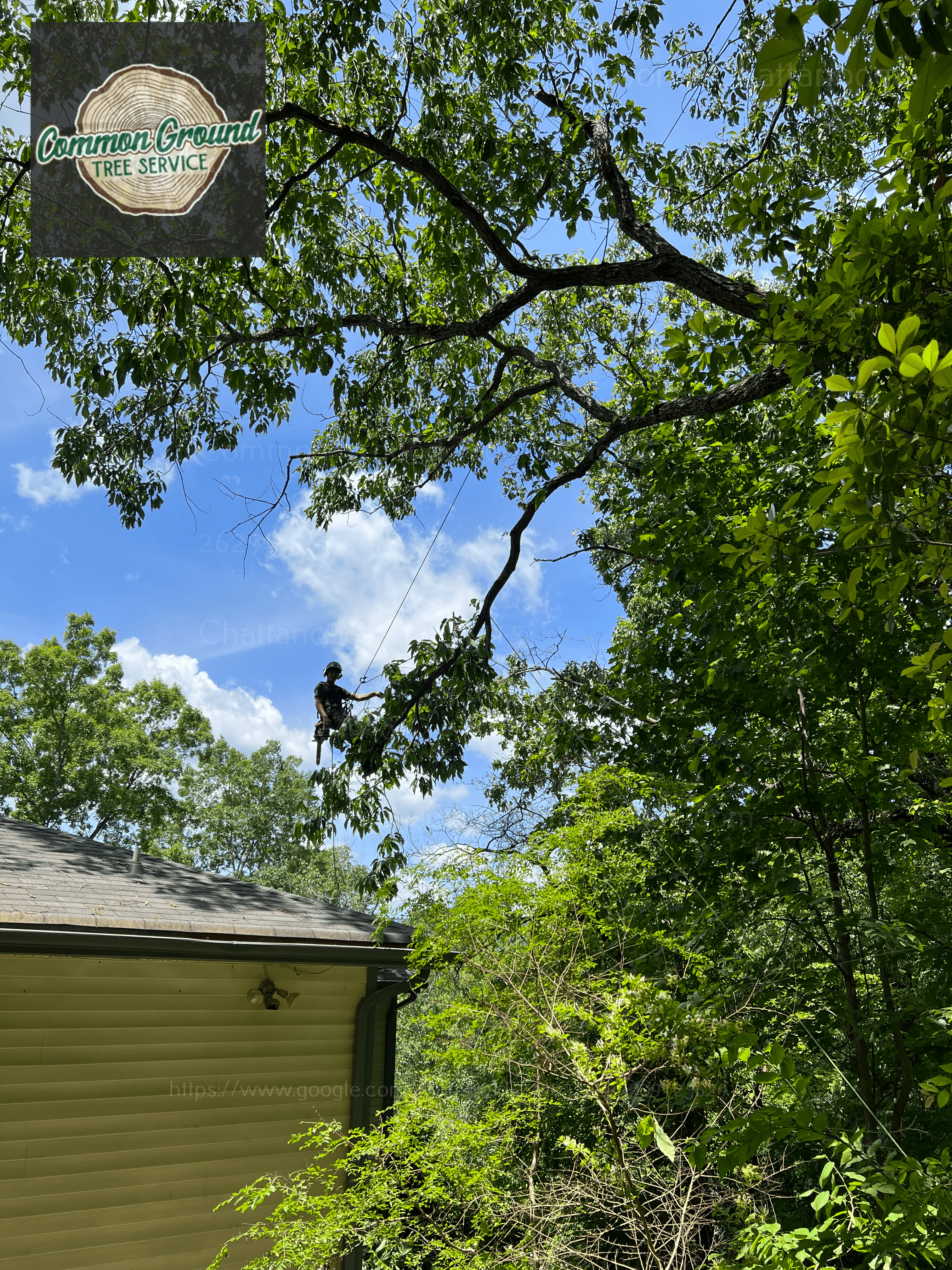 Arborist Chattanooga