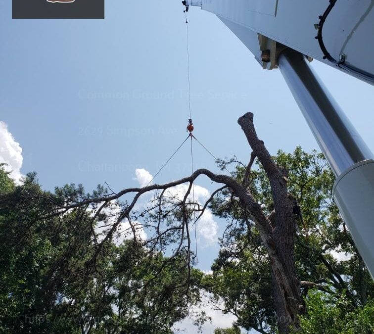 How Does Regular Monitoring Affect the Maintenance Needs of Different Tree Species