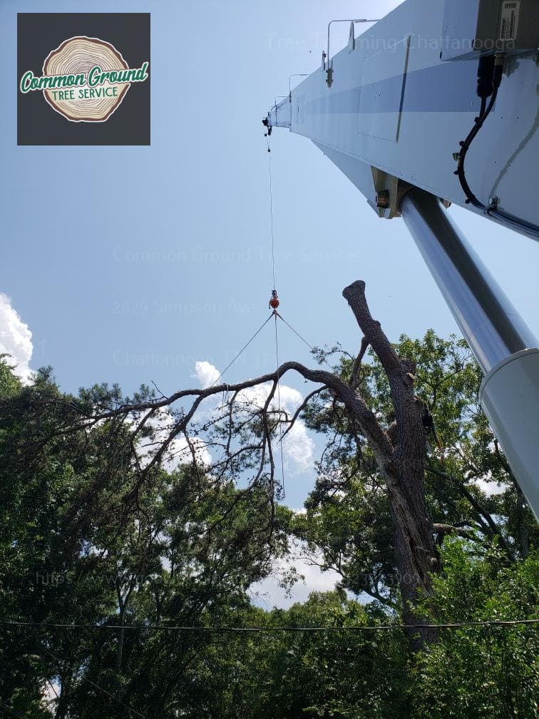 Chattanooga Tree Service