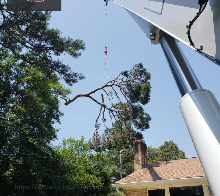 How Does Aesthetic Pruning Enhance Landscaping in Tree Trimming