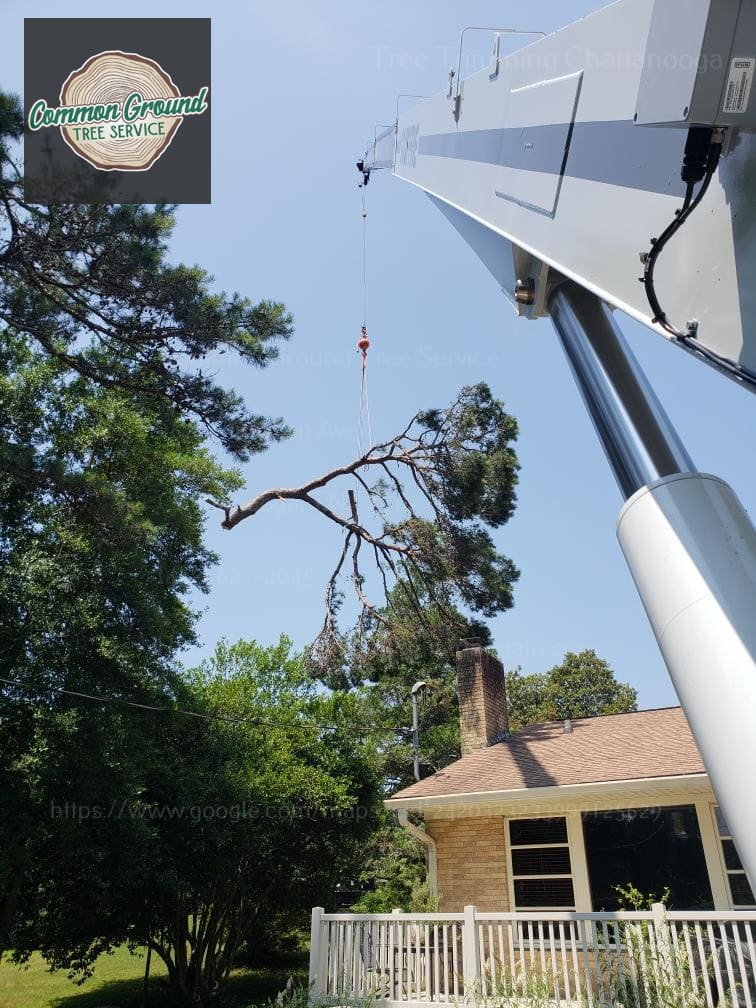 Chattanooga Tree Trimming