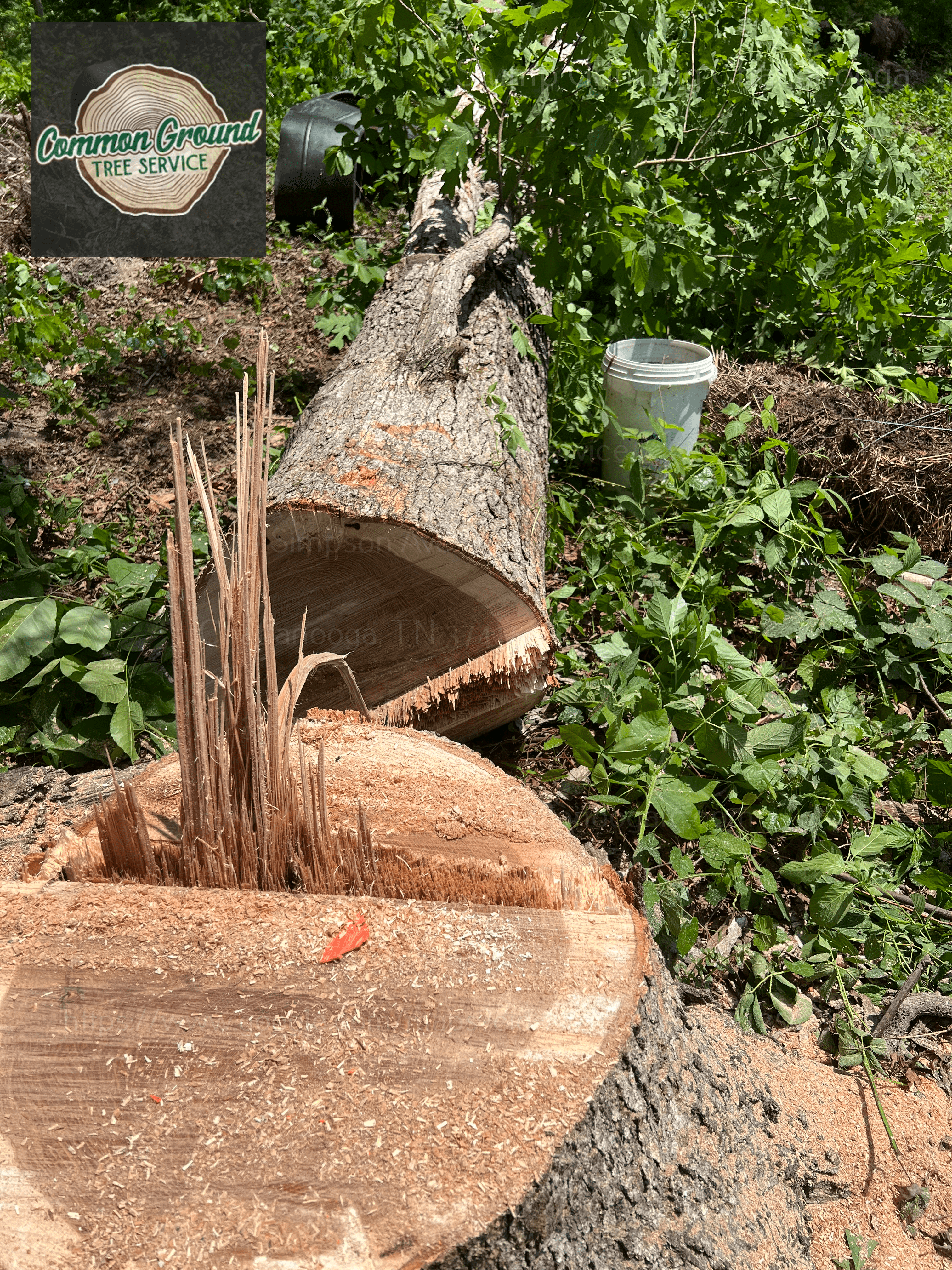 Stump Grinding Chattanooga