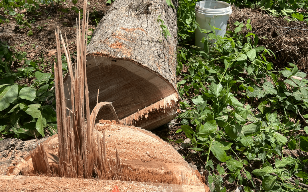 How to Choose the Right Stump Grinding Equipment for Different Types of Stumps in Hixson