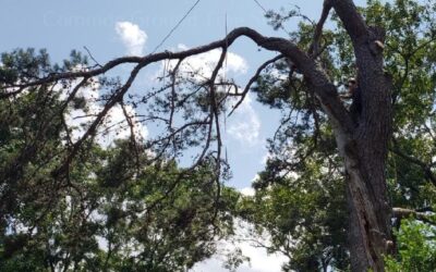 The Benefits Of Tree Removal: How To Enhance Your Home’s Energy Efficiency in Chattanooga, TN