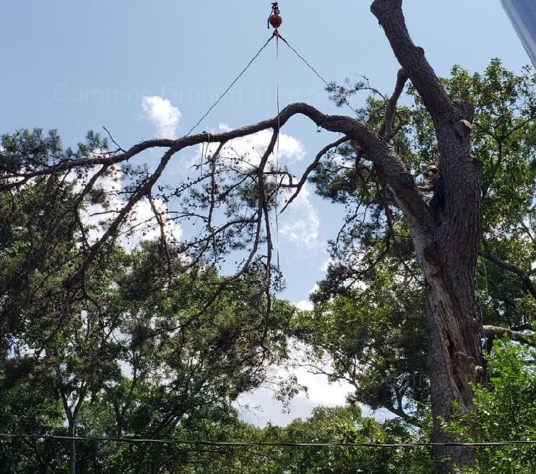 What Challenges Do Homeowners Face in Securing Tree Removal Permits