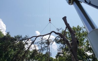 Can Proper Safety Procedures Reduce the Risks Associated with DIY Tree Removal in Hixson