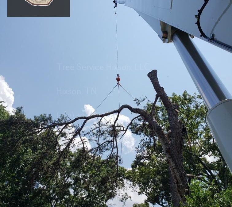 Can Proper Safety Procedures Reduce the Risks Associated with DIY Tree Removal in Hixson