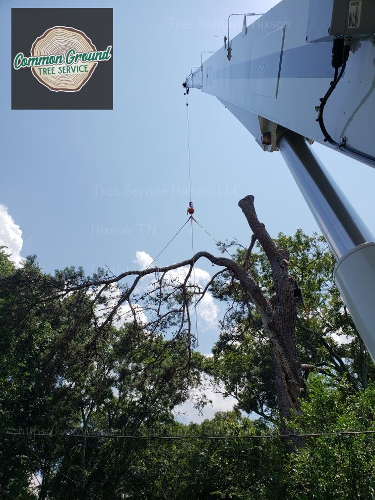 Tree Removal Hixson