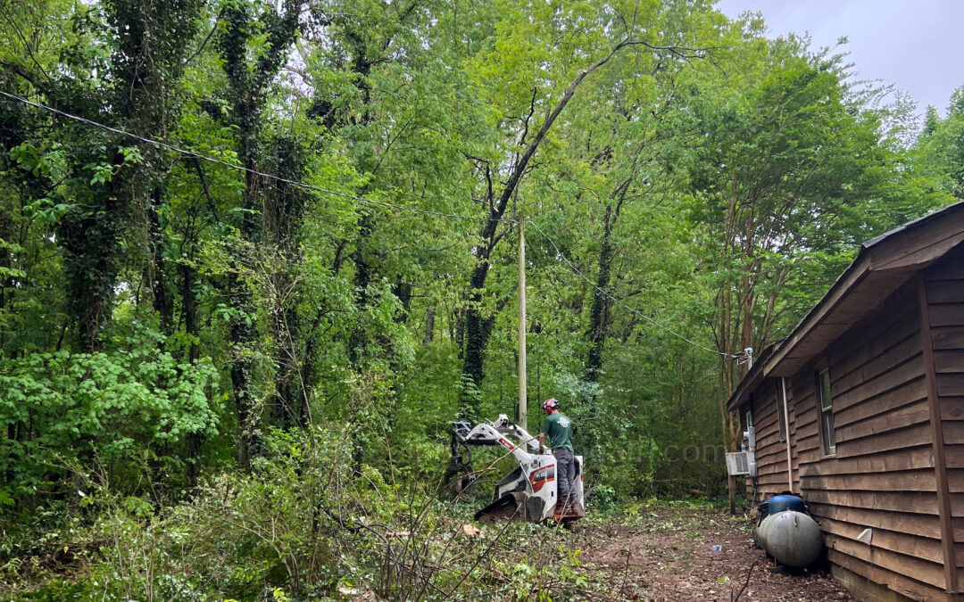 Crane Services – the Solution for Unreachable Trees and Overgrown Branches