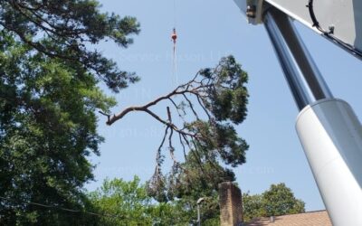 What Equipment is Necessary to Maintain Safety in Professional Tree Trimming in Hixson