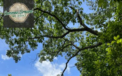 How Do Tree Crane Services Ensure Safety in Residential Areas