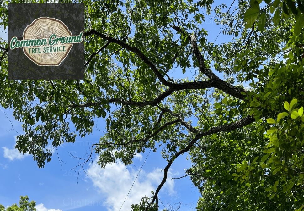 How Do Tree Crane Services Ensure Safety in Residential Areas