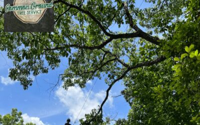 How Does Winter Weather Impact Tree Maintenance Schedules and Practices