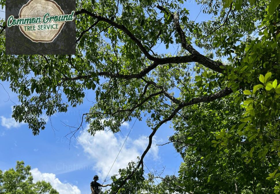 How Does Winter Weather Impact Tree Maintenance Schedules and Practices