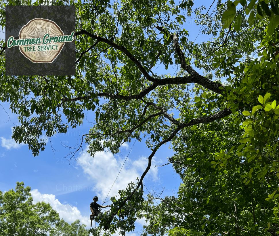 Tree Maintenance Chattanooga