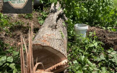 Are There Any Special Considerations When Grinding Stumps from Mature Trees