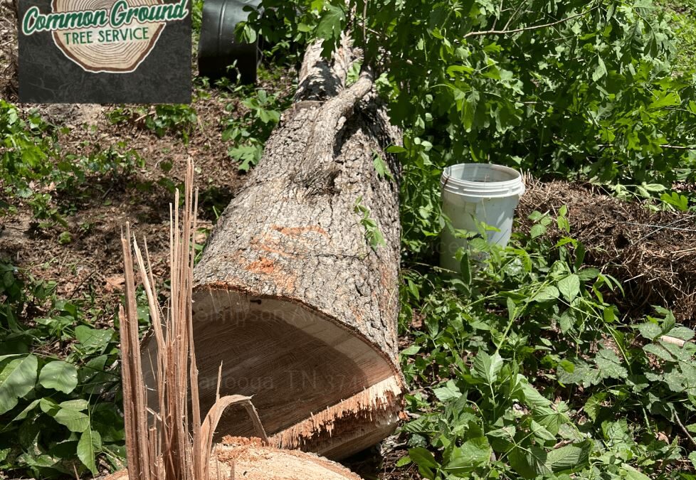 Are There Any Special Considerations When Grinding Stumps from Mature Trees