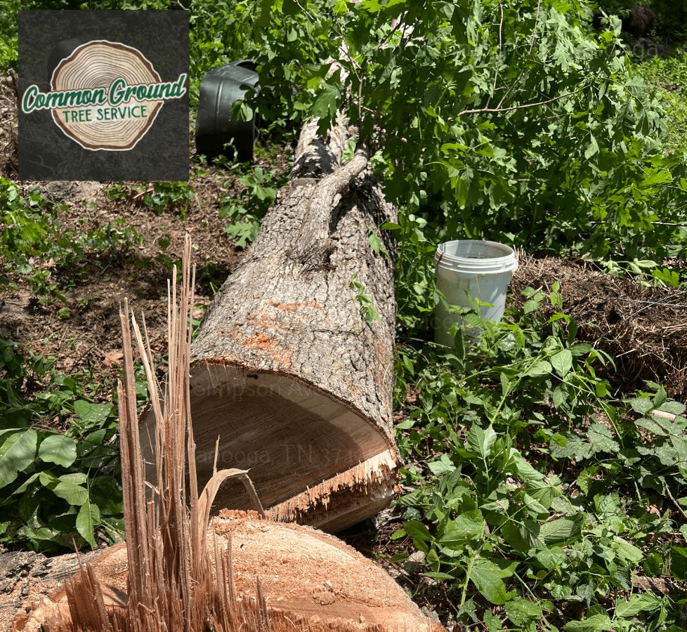 Stump Removal Chattanooga Stump Removal Chattanooga