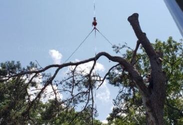 How Does Site Restoration Contribute to Environmental Conservation Post-Tree Removal