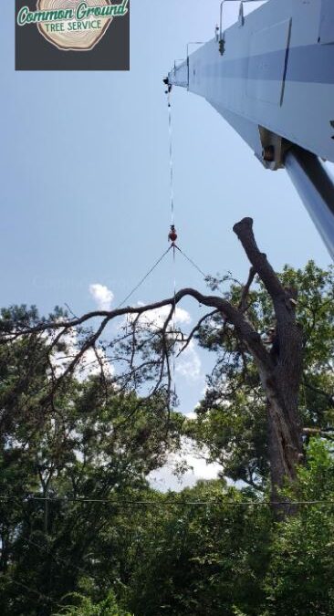 What Are Sustainable Practices for Tree Removal to Protect the Environment