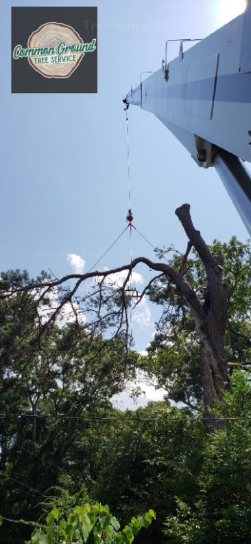 Tree Removal Chattanooga Tree Removal Chattanooga