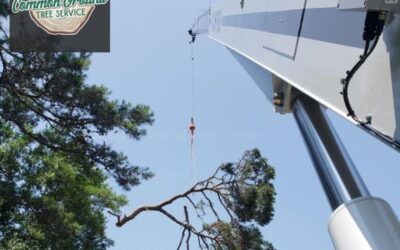 The Benefits of Regular Tree Trimming for Your Home in Chattanooga