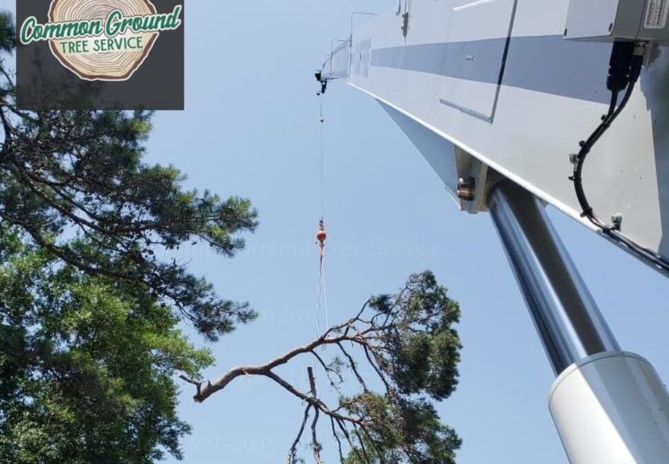 How to Balance Tree Health and Aesthetics in Pruning for Tree Trimming