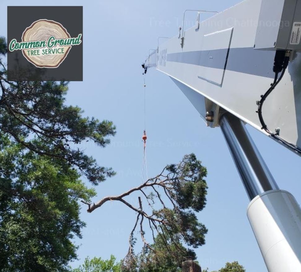 Tree Trimming Chattanooga