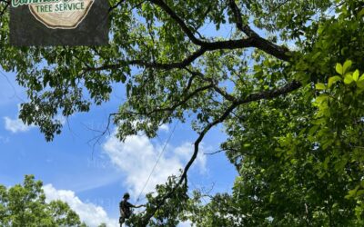 How Can Crane-Assisted Tree Pruning Be Made More Cost-Effective in Hixson