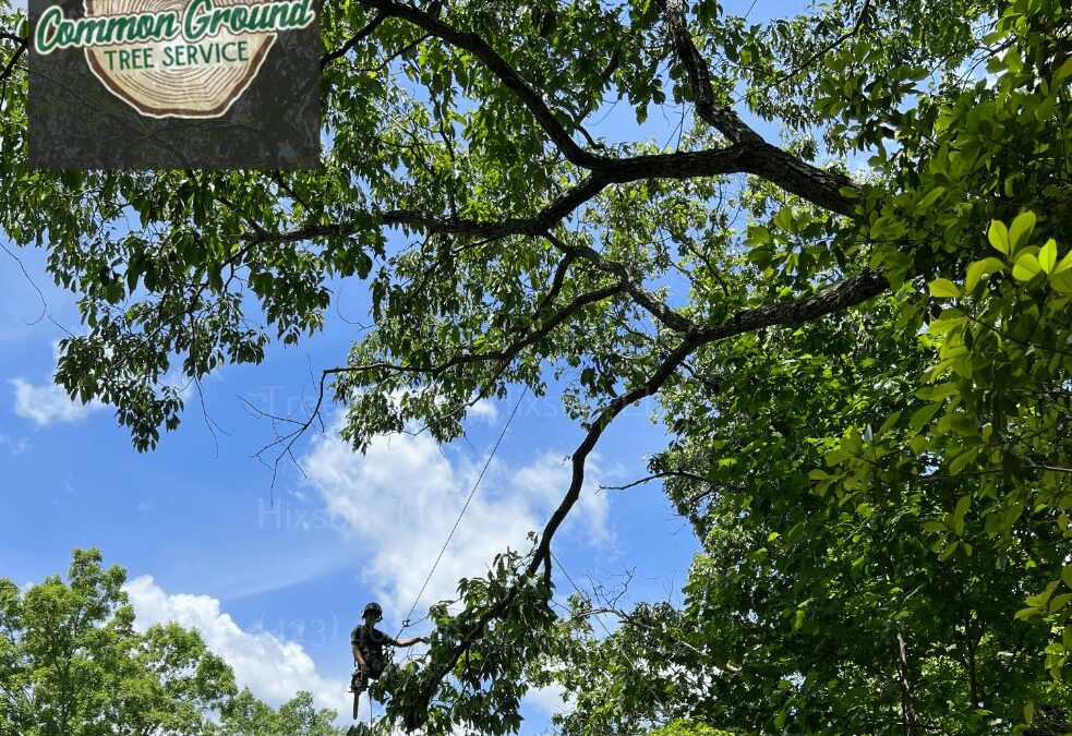 How Can Crane-Assisted Tree Pruning Be Made More Cost-Effective in Hixson