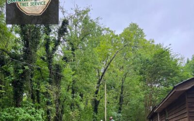 What Factors Should Be Considered When Choosing an Irrigation System for Tree Maintenance in Hixson