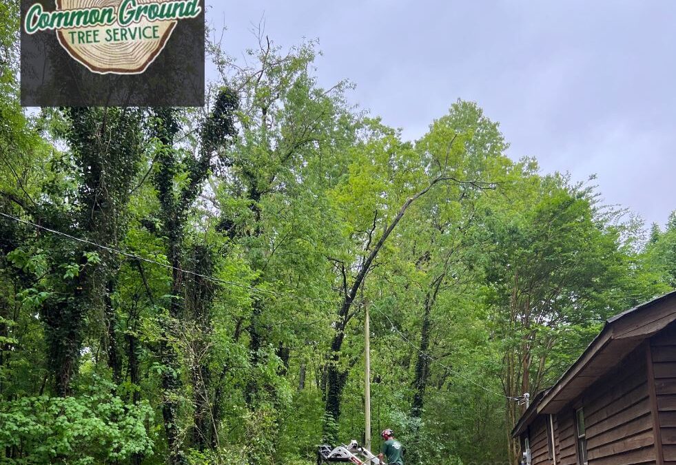 What Factors Should Be Considered When Choosing an Irrigation System for Tree Maintenance in Hixson