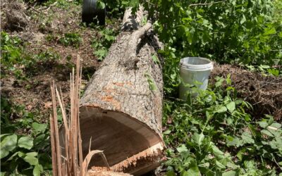 How to Prepare Your Work Area for Safe Stump Grinding in Hixson
