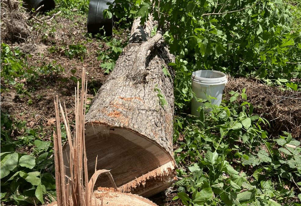 How to Prepare Your Work Area for Safe Stump Grinding in Hixson
