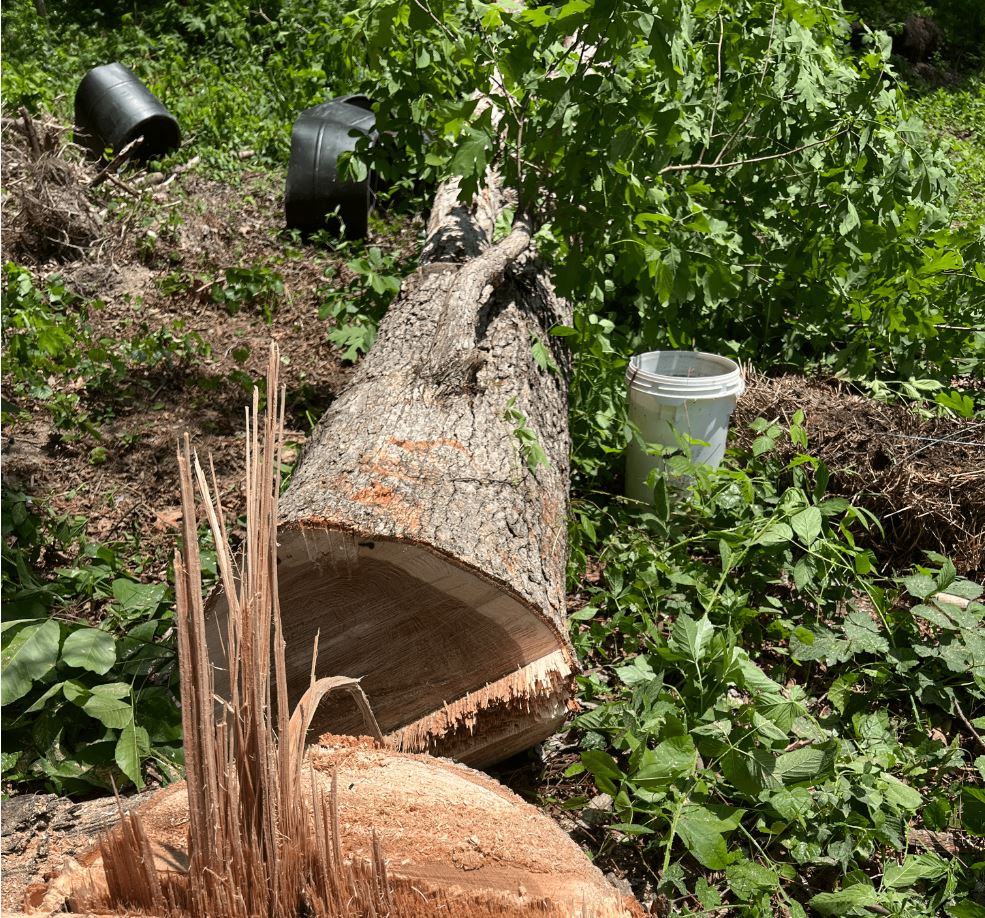 Stump Grinding Hixson