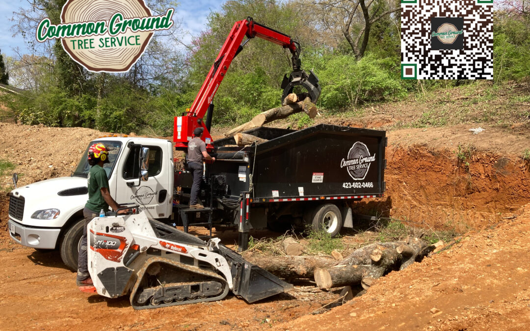 Can Tree Emergencies Pose a Safety Risk to Your Home