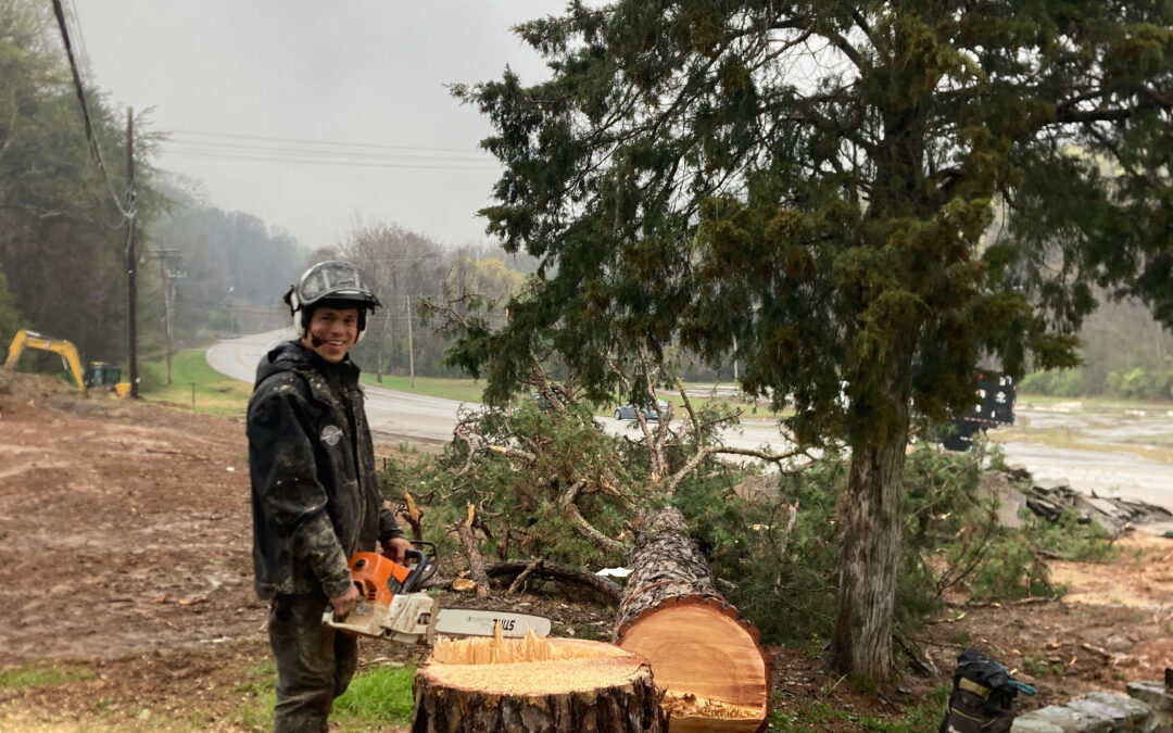 What Preparations Are Necessary for Stump Grinding in Hard-to-Reach Areas