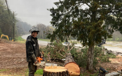 How to Assess a Stump’s Root System Before Beginning Stump Grinding