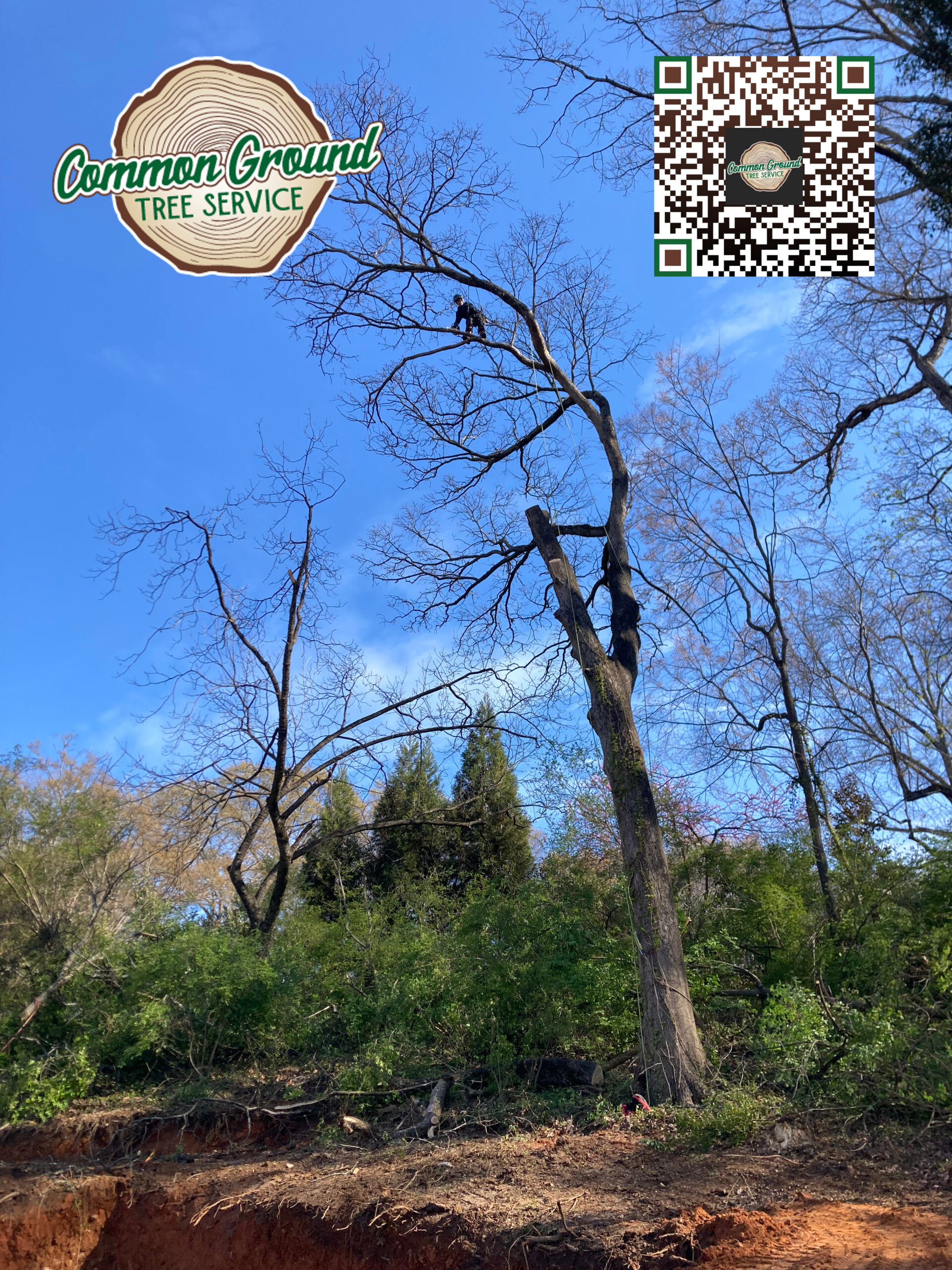 Are There Sustainable Methods for Dealing with Leftover Debris from Tree Removal