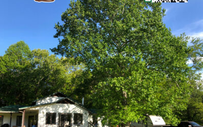 Eco-Friendly Tree Care Service Practices for Residential Properties