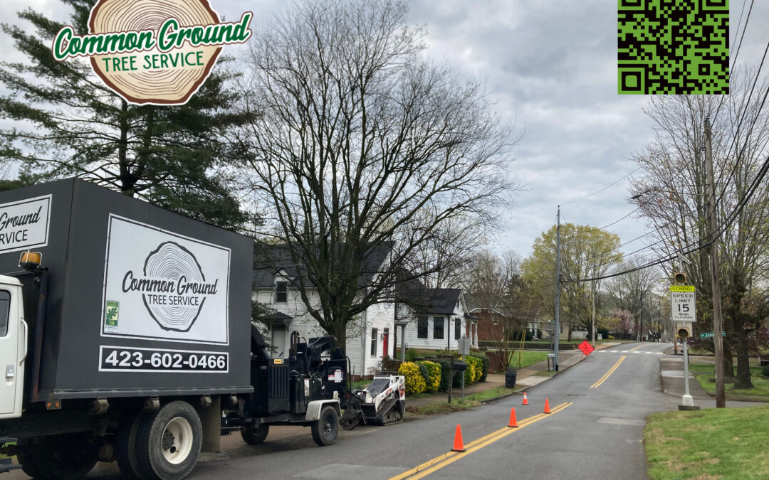 How Often Should Pruning Be Done for Optimal Tree Shape and Structure in Tree Trimming