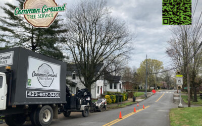 How to Avoid Common Pruning Mistakes with Young Trees in Tree Trimming