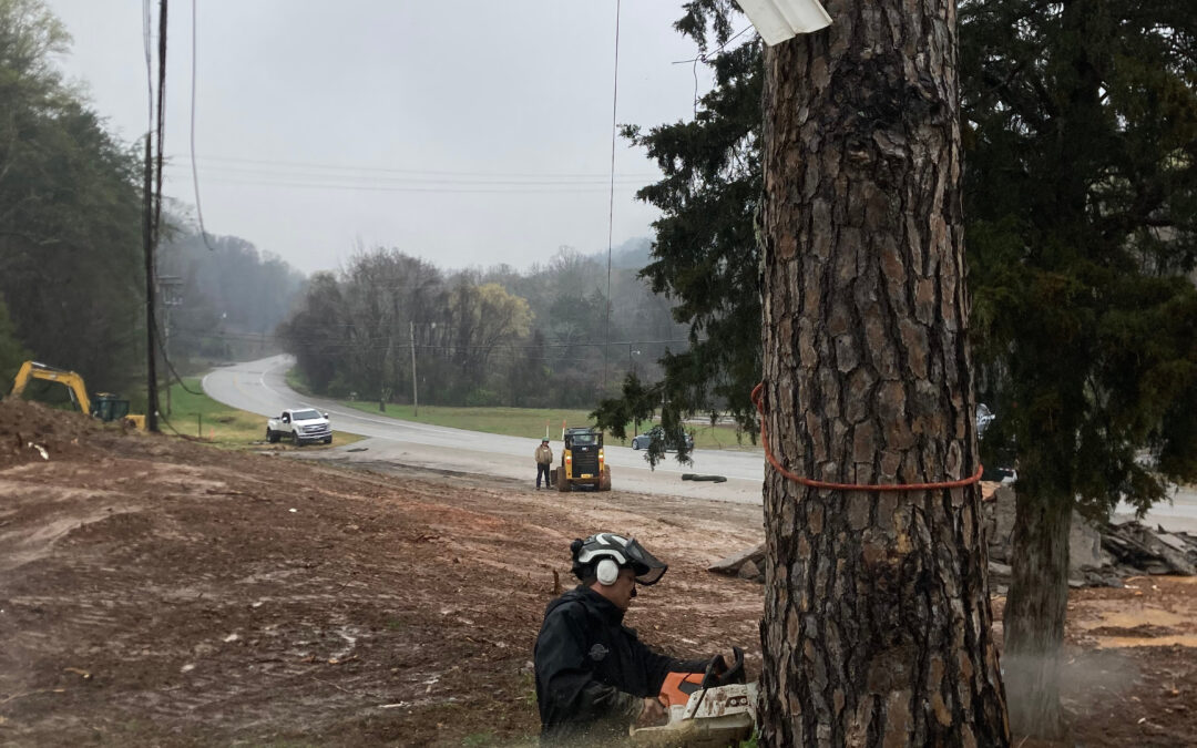 What Legal Requirements Must Be Met Before Conducting Tree Removal