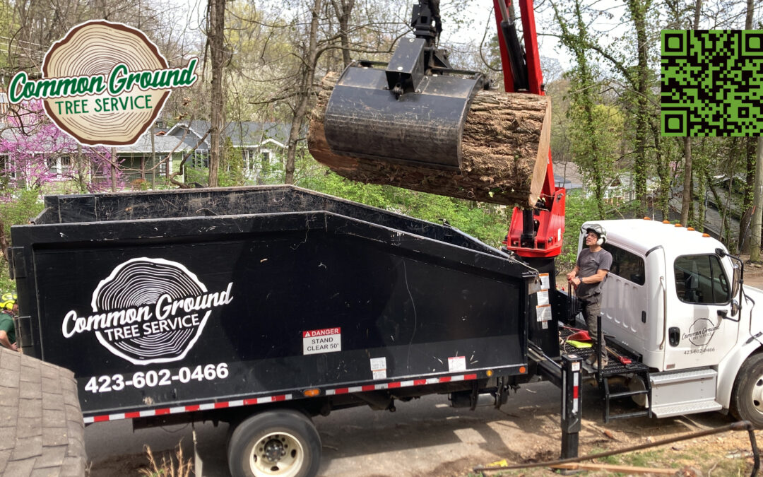 How to Safely Deal with Fallen Branches After a Storm