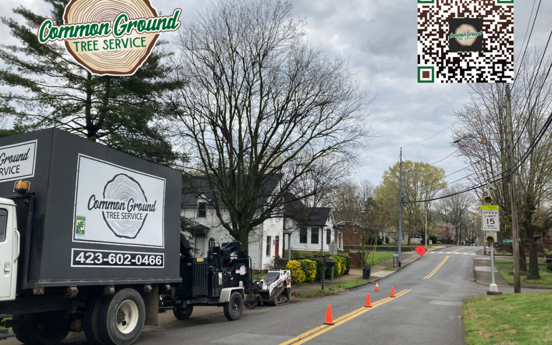 How Does Pruning Young Trees Differ from Mature Tree Trimming