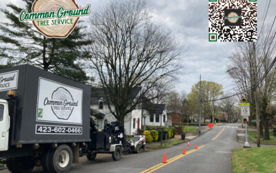 How Does Pruning Young Trees Differ from Mature Tree Trimming